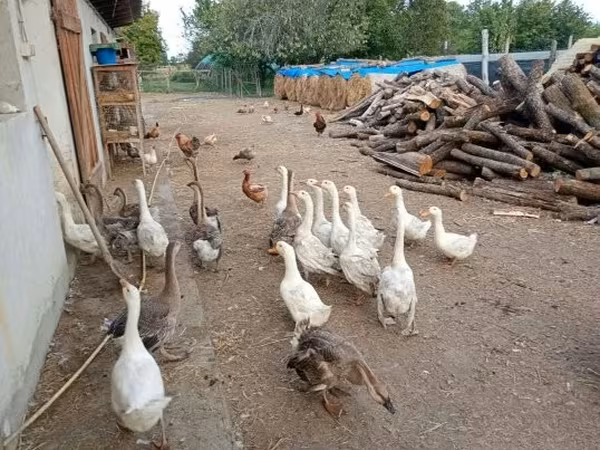 Geese