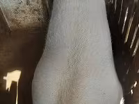 母猪, Pigs — 照片 5