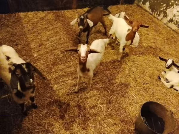 عنزة, Boer goat — هنغاريا