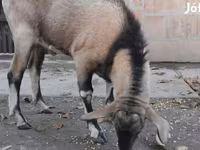 Bak, Nubian Goat — 1. fotó