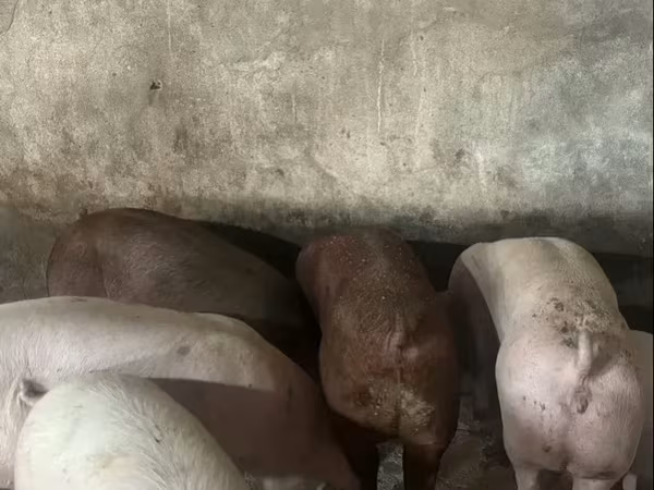 Sow, Дюрок