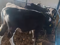 公牛, Cattle — 照片 2