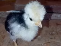 Pekin-Zwerg — Foto 4