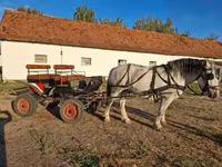母马, Horses — 照片 6