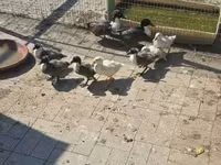 Ducks — 照片 1
