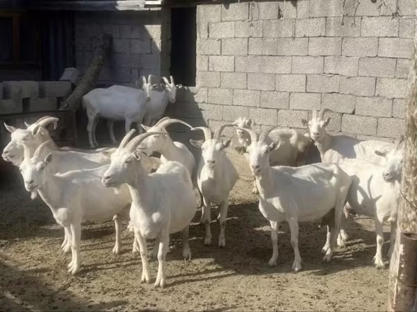 Ziege, Saanen goat