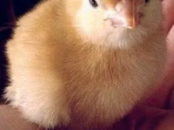 Chickens