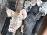 公猪, Крупная белая — 照片 1