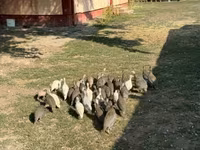 Guinea fowl — फ़ोटो 1