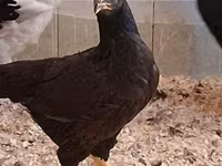Chickens — 8. fotó