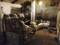 Turkeys — zdjęcie 1