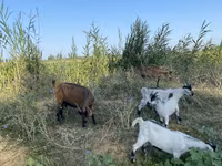 عنزة, Czech Brown Shorthaired goats — الصورة 6