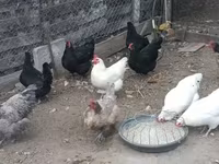 Danimarka toyuğu — foto 4