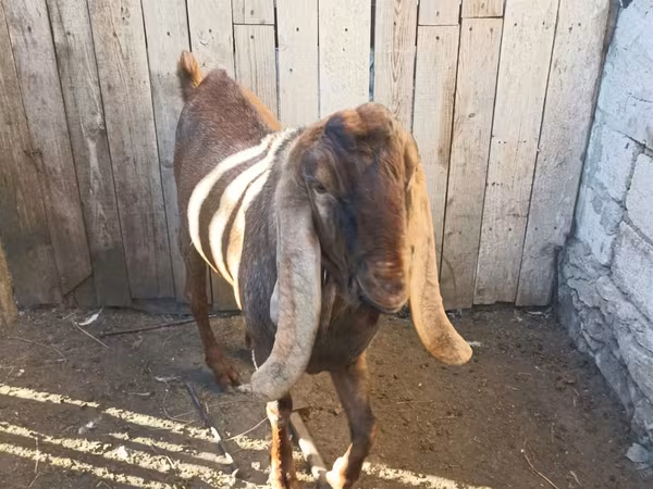 公山羊, Nubian Goat