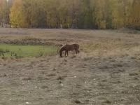 Jument, Chevaux — photo 6