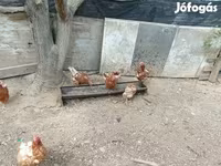 Chickens — 3. fotó