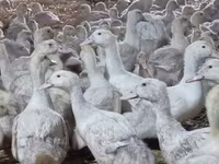 Ducks — zdjęcie 8