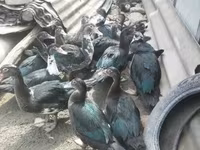 Ducks — zdjęcie 6