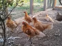 Chickens — foto 3