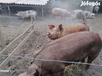 Süldőanya, Пьетрен — 4. fotó