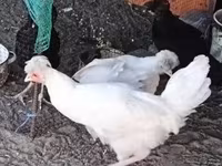 कोसोवो लॉन्गक्राउर — फ़ोटो 3