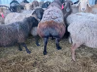 Bélier, Hissar sheep — photo 3