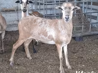 Juh, Cameroon sheep — 4. fotó
