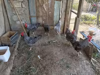 Chickens — 2-сурет