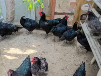 Gallo de pelea de fosa australiano — foto 3