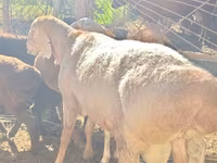 Kos, Rhon sheep — 1. fotó