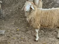 Widder, Assaf sheep — Foto 3