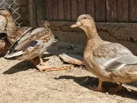 Ducks — zdjęcie 1