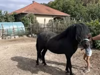 Horse (M), Welsh Cob — photo 4