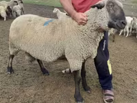 Ram, Hampshire sheep — photo 2