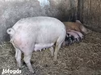 Disznók (tétel, nem megadva), Sertések — 2. fotó