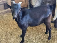Cabro, Dutch Landrace goats — foto 1