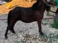 Mare, Horses — photo 4