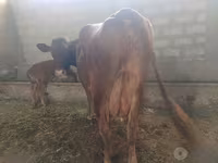 Tehén, Red Estonian cattle — 2. fotó