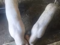 Säue, Schweine — Foto 1