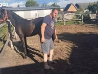 Stute, Dutch warmblood horse — Foto 5
