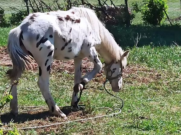 Hing, Appaloosa