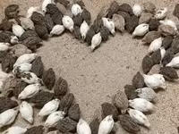 Quails — photo 1