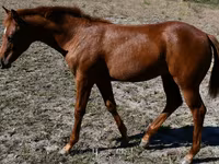 Égua, Quarter Horse — foto 6