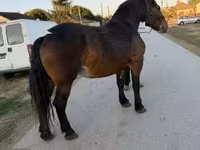 母马, Hungarian horse breed — 照片 1