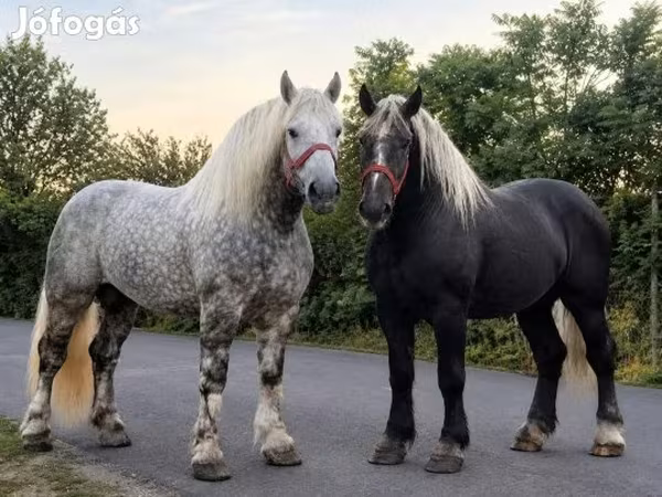 Hing, Percheron