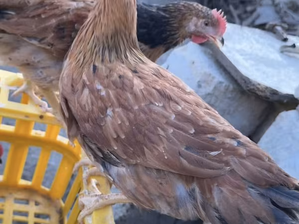 Chickens