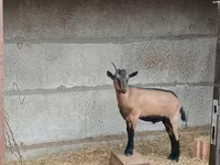 公山羊, Alpine goat — 照片 2