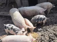 Boar, Pigs — photo 1