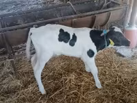 Toro, Russian Black pied cattle — foto 1