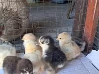 Pekin Bantam — foto 4